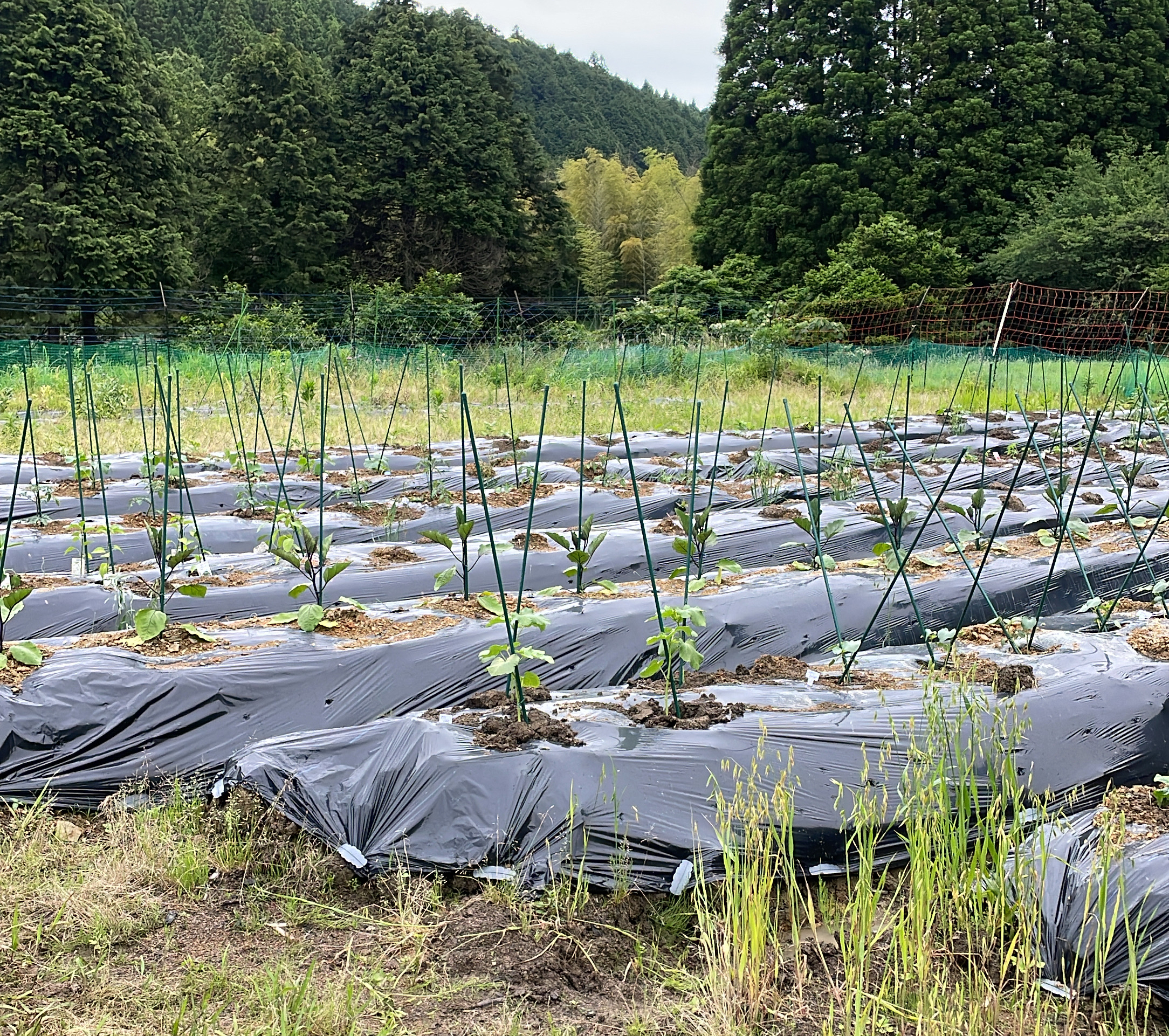 収穫体験できる自然農園の準備を進めています。