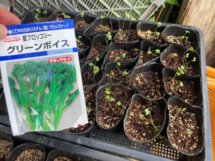 茎ブロッコリー/グリーンボイス（2023年播種）