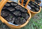アイスプラントは水耕栽培にチャレンジします。