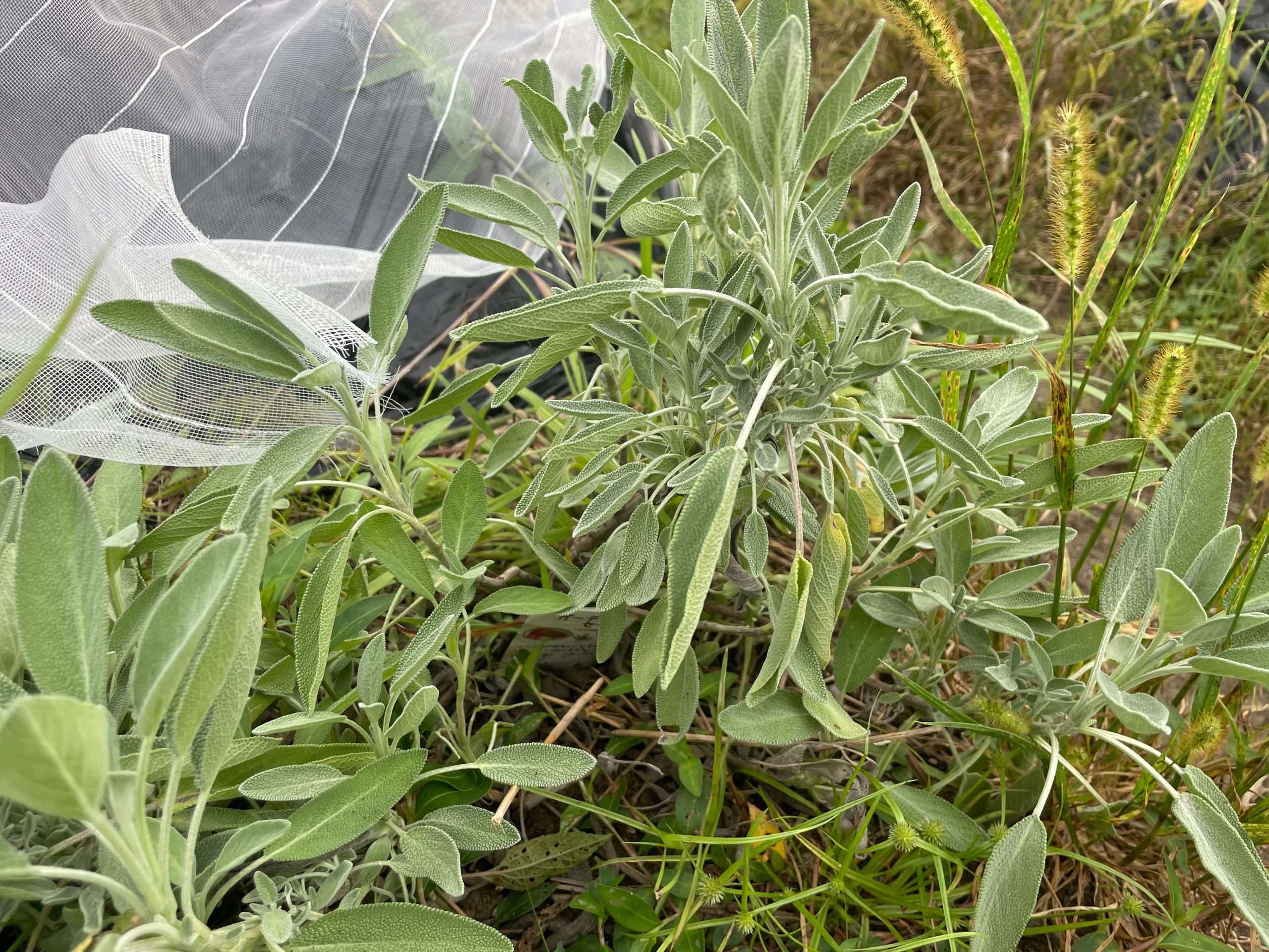 そういえば畝の端に植えたハーブは元気です。