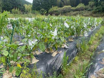 ナスの袋掛け農法順調です。（虫が苦手な方は閲覧注意