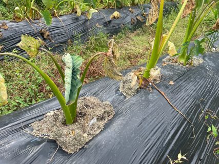 農園第二畑の野菜たち