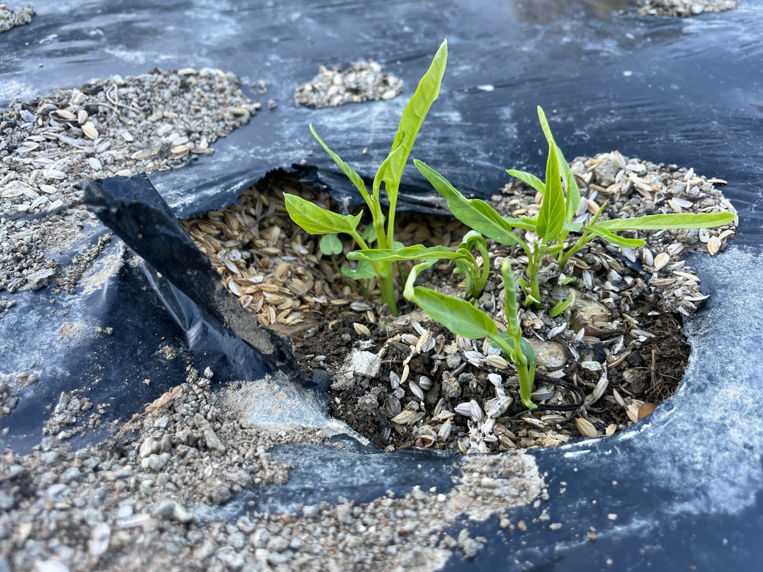 一度切ったのに空芯菜がまた伸びてきました。