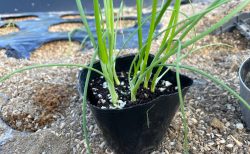 葉ニンニクと玉ねぎを植えていきます。