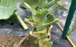 芽キャベツとミニレタスがもう少しで収穫期です