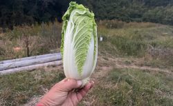 ミニ白菜の収穫もうすぐ始まりそうです
