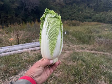 ミニ白菜の収穫もうすぐ始まりそうです