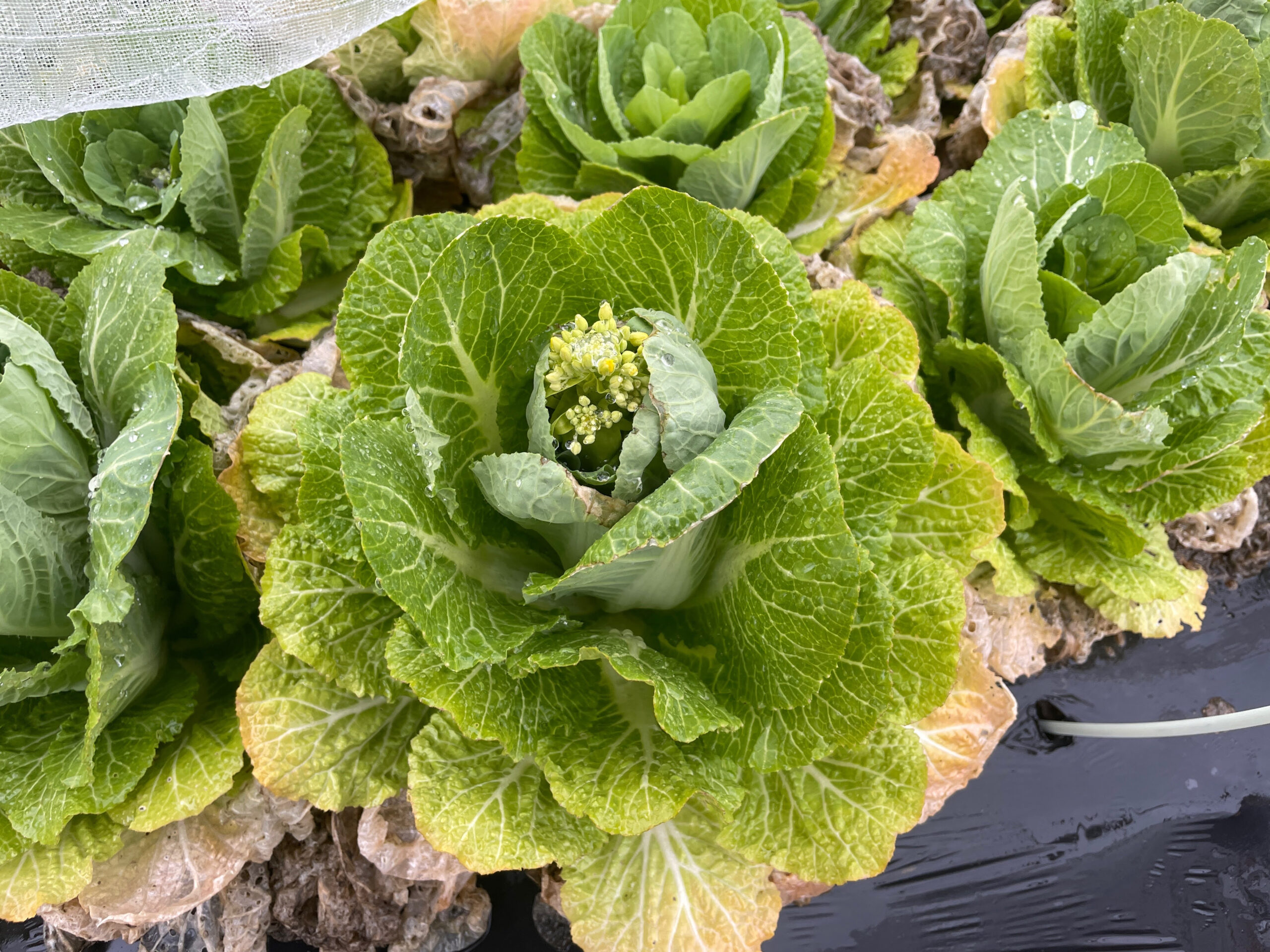 白菜の菜の花って美味しいんです。