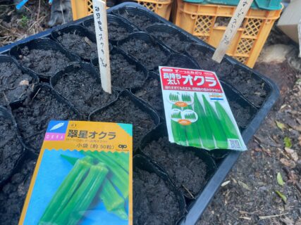 夏野菜の苗作りを続けています。
