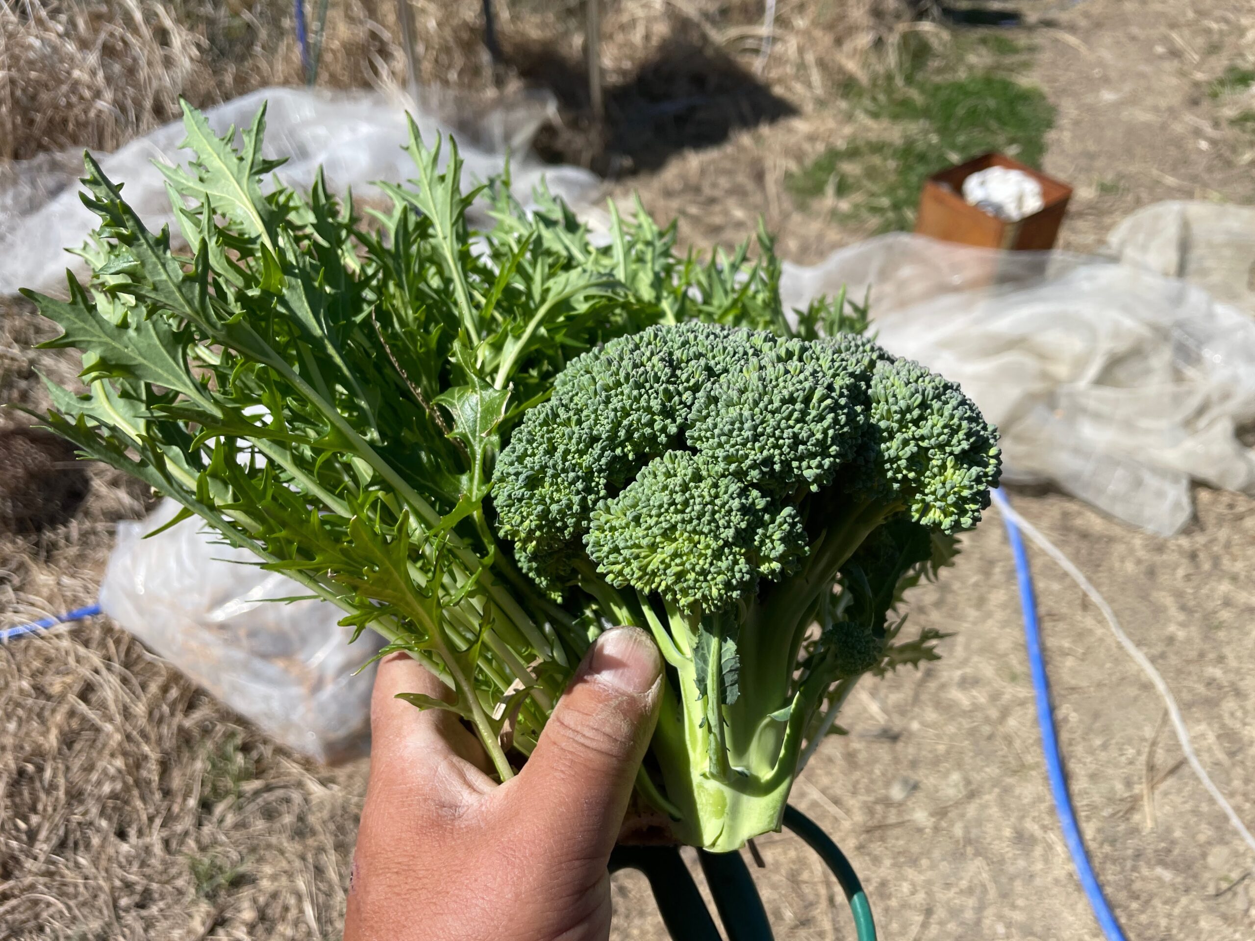 今日はとれたて野菜のサラダです。