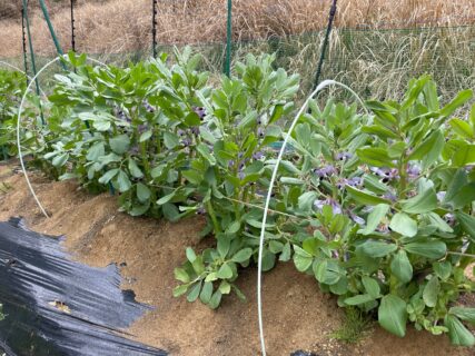 そら豆の花が満開です。