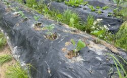 夏野菜の畑への定植も始まりました。