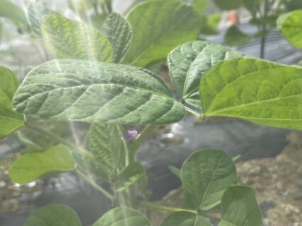 枝豆に花が咲きました。
