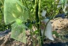 菌ちゃん野菜、日帰り収穫体験