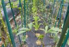 秋の野菜がそろそろ収穫体験に加わります。