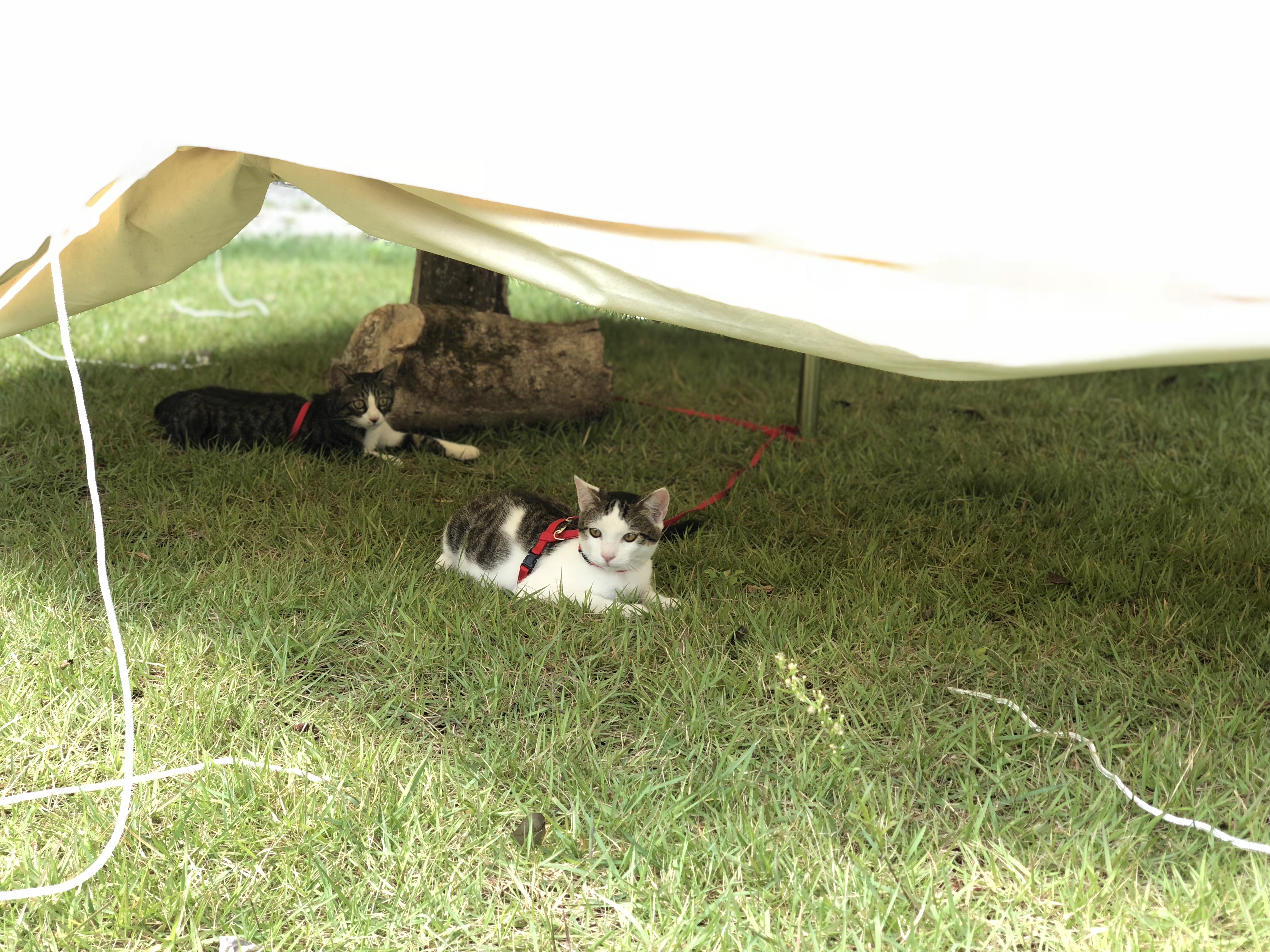 雨の日のための共有スペースのテントをふれあいコーナーに